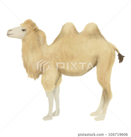 Illustration of a camel looking sideways Illustration of a camel looking sideways 108719606
