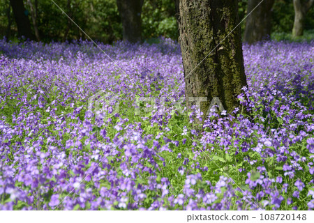Forest garden Forest garden 108720148