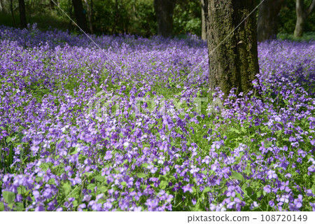 Forest garden 108720149