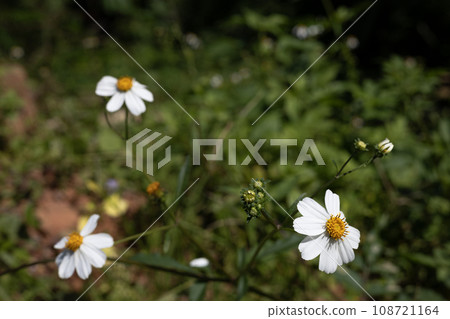 Green grass texture with white small flowers. White Flowers.  108721164