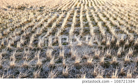Winter rice field after the rice is harvested Winter rice field after the rice is harvested 108721384