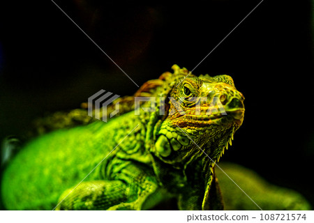 Portrait of a Iguana in the dark Portrait of a Iguana in the dark 108721574