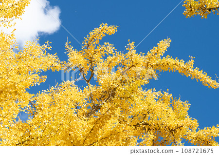 Ginkgo biloba 108721675