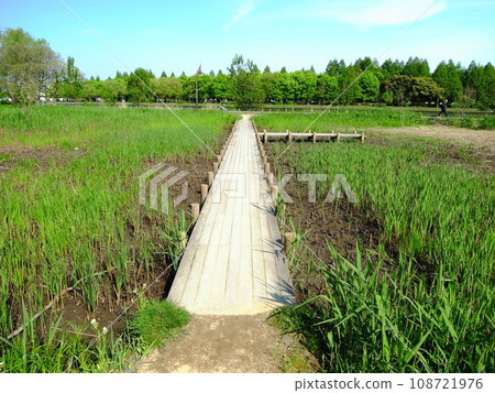 春天,橫跨水本公園蘆葦濕地的木棧道 春天,橫跨水本公園蘆葦濕地的木棧道 108721976