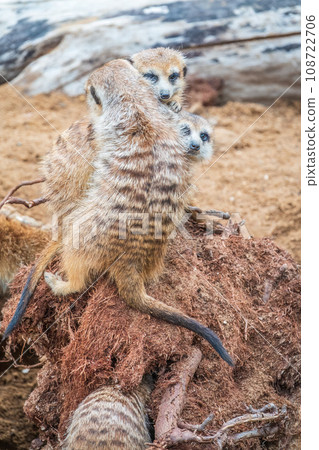 A group of cute meerkats. Meerkat Family are sunbathing. 108722706