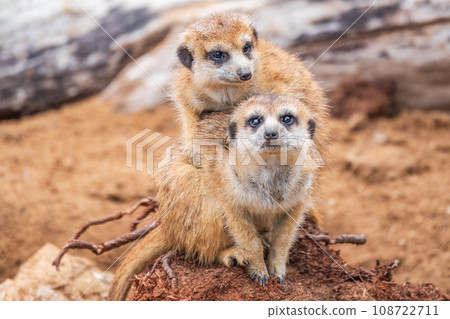 A group of cute meerkats. Meerkat Family are sunbathing. A group of cute meerkats. Meerkat Family are sunbathing. 108722711
