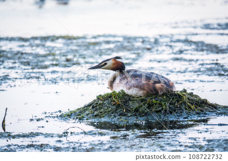 Great Crested Grebe, Podiceps cristatus, water bird sitting on the nest, nesting time on the green lake 108722732