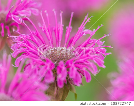 Brilliant pink bee balm plant, monarda didyma, highlighted by the morning sun. Brilliant pink bee balm plant, monarda didyma, highlighted by the morning sun. 108722747