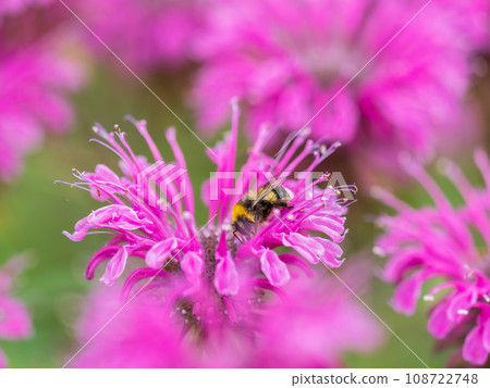 Bumblebee collecting nectar from monarda flower macro photography on a summer day. Bumblebee collecting nectar from monarda flower macro photography on a summer day. 108722748