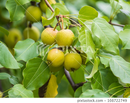 Yellow wild apples ripen on a branch. The Fruit Harvest. Autumn. Soft and selective focus. 108722749