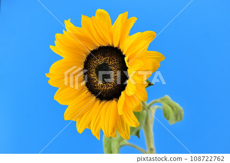 Yellow sunflower over blue background Yellow sunflower over blue background 108722762