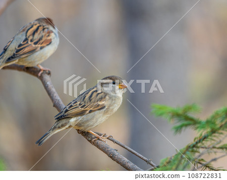 Sparrow sits on a branch without leaves. Sparrow sits on a branch without leaves. 108722831