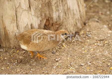 雌性棕色鵪鶉 108722944