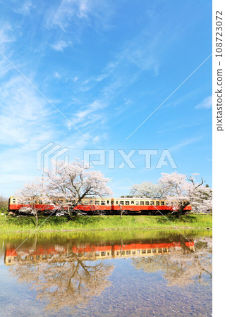 Chiba Prefecture Spring Cherry Blossoms and Kominato Railway 108723072