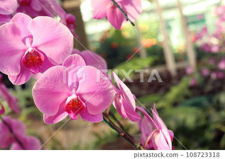 Close up of orchids bouquet with natural background, beautiful blooming orchid flower in the garden. Close up of orchids bouquet with natural background, beautiful blooming orchid flower in the garden. 108723318
