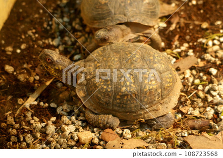 閉殼龜 閉殼龜 108723568