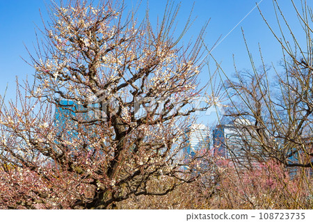 大阪城公園梅林的白梅花 大阪城公園梅林的白梅花 108723735