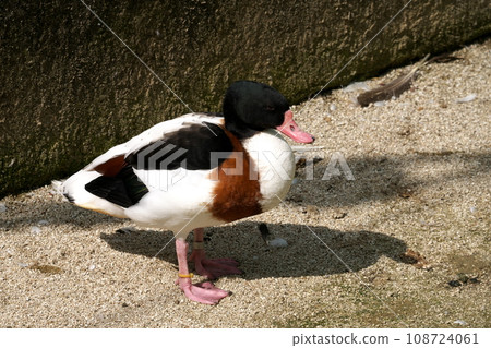 翹鼻麻鴨 108724061