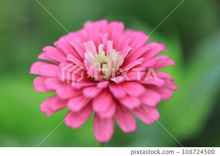 Zinnia 0352 Zinnia 0352 108724500