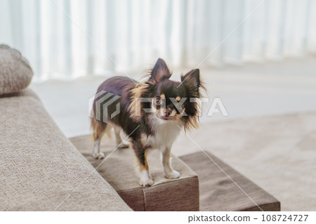 A pet step and a Chihuahua dog placed in front of the sofa in the living room A pet step and a Chihuahua dog placed in front of the sofa in the living room 108724727