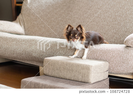 A pet step and a Chihuahua dog placed in front of the sofa in the living room A pet step and a Chihuahua dog placed in front of the sofa in the living room 108724728