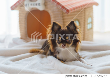 A dog curls up in front of a house-shaped bed with a nameplate that says "MY HOME" A dog curls up in front of a house-shaped bed with a nameplate that says "MY HOME" 108724736