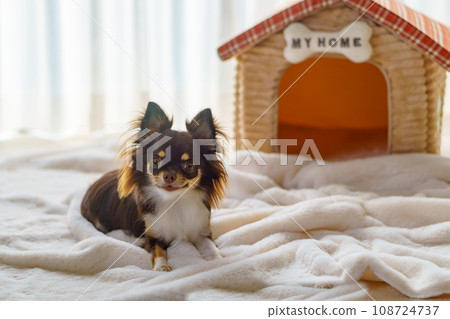 一隻狗蜷縮在一張房子形狀的床前，床上有一張寫著「我的家」的銘牌 108724737