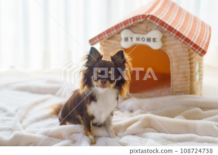 A dog sitting in front of a house-shaped bed with a nameplate that says "MY HOME" A dog sitting in front of a house-shaped bed with a nameplate that says "MY HOME" 108724738