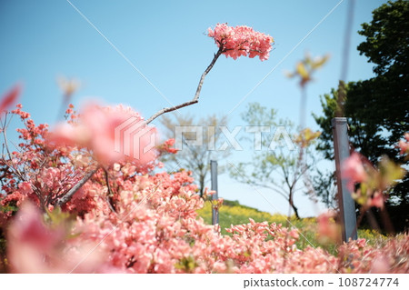 lots of spring 108724774