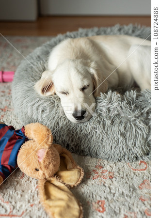 A puppy of a golden retriever is resting in a dog bed. A puppy of a golden retriever is resting in a dog bed. 108724888