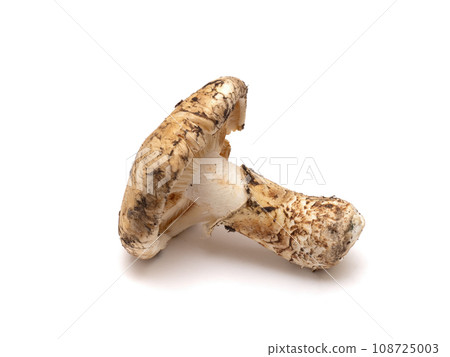 アクセサリー Matsutake Matsutake mushrooms - Stock Photo [108725003] - PIXTA