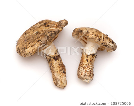 Matsutake mushrooms 108725006