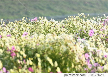 Cosmos field autumn scenery Konosu City Cosmos field autumn scenery Konosu City 108726299