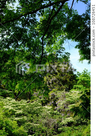 Dogwood and wild wisteria flowers in the fresh green season [Tsukui, Sagamihara City, April] 108726451