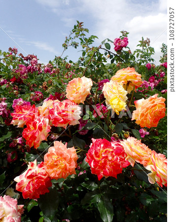 Roses at Expo Commemorative Park Rose Festa 108727057