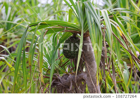 沖繩縣石垣島的露兜樹 108727264