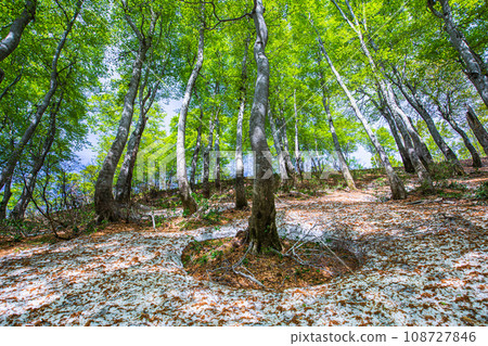 [Niigata Prefecture, Sado, Beech Forest] Fresh green beech at Mt. Kitadake in May 108727846