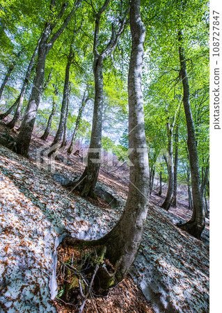 [Niigata Prefecture, Sado, Beech Forest] Fresh green beech at Mt. Kitadake in May 108727847