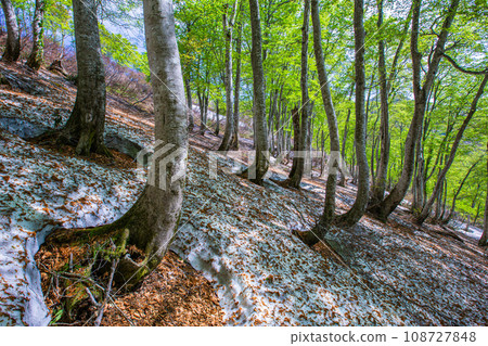 [Niigata Prefecture, Sado, Beech Forest] Fresh green beech at Mt. Kitadake in May 108727848