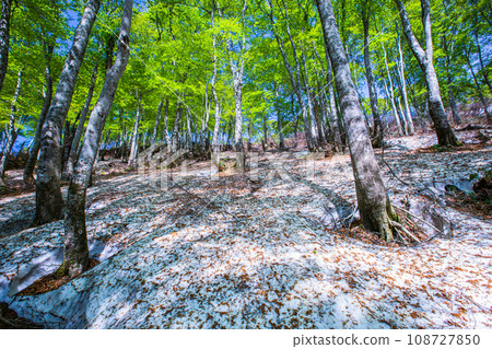 [Niigata Prefecture, Sado, Beech Forest] Fresh green beech at Mt. Kitadake in May 108727850