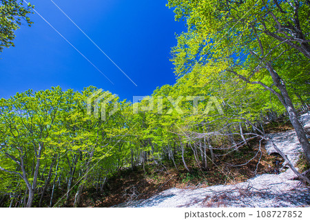[新潟縣、佐渡、山毛櫸林]五月的北嶽山新鮮的綠山毛櫸 108727852