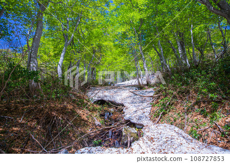 [Niigata Prefecture, Sado, Beech Forest] Fresh green beech at Mt. Kitadake in May 108727853