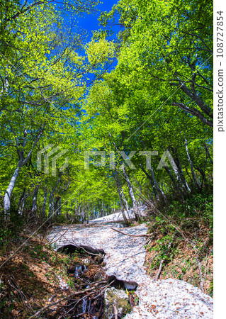 [Niigata Prefecture, Sado, Beech Forest] Fresh green beech at Mt. Kitadake in May 108727854