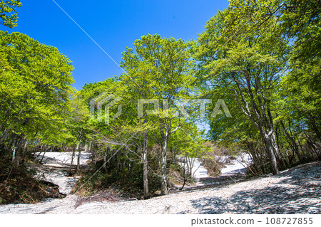 [Niigata Prefecture, Sado, Beech Forest] Fresh green beech at Mt. Kitadake in May 108727855