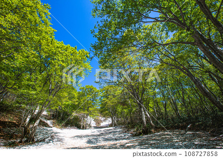 [Niigata Prefecture, Sado, Beech Forest] Fresh green beech at Mt. Kitadake in May 108727858