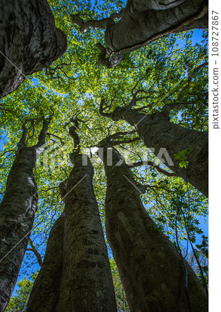 [Niigata Prefecture, Sado, Beech Forest] Fresh green beech at Mt. Kitadake in May 108727867