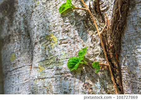 [Niigata Prefecture, Sado, Beech Forest] Fresh green beech at Mt. Kitadake in May 108727869