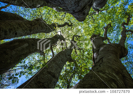 [Niigata Prefecture, Sado, Beech Forest] Fresh green beech at Mt. Kitadake in May 108727870