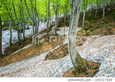 [Niigata Prefecture, Sado, Beech Forest] Fresh green beech at Mt. Kitadake in May 108727880