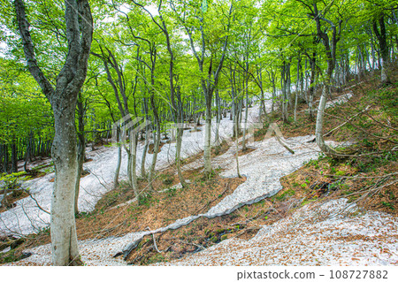 [Niigata Prefecture, Sado, Beech Forest] Fresh green beech at Mt. Kitadake in May 108727882